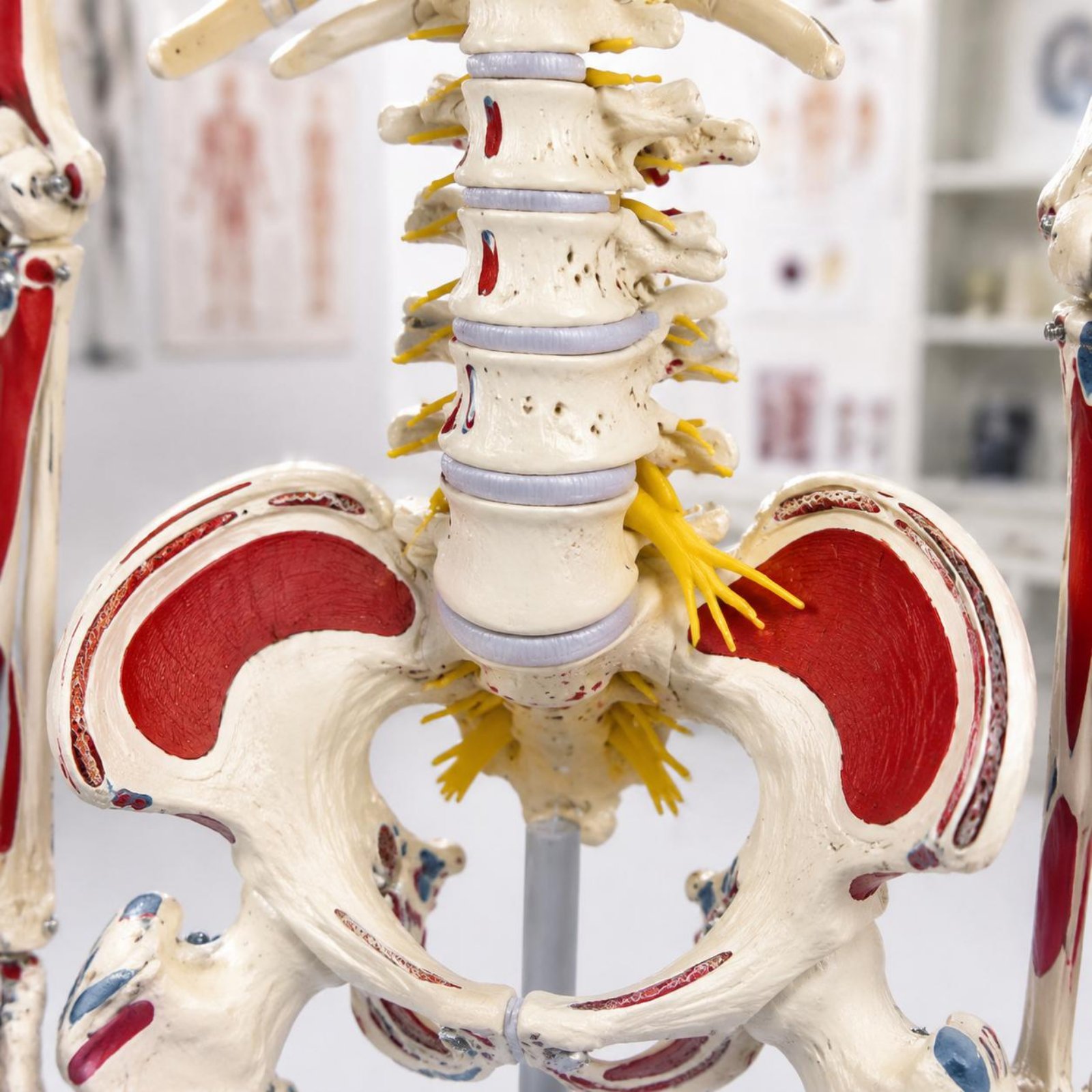 Modelo de esqueleto flexível d - Medical Lab Research avaliação e preço